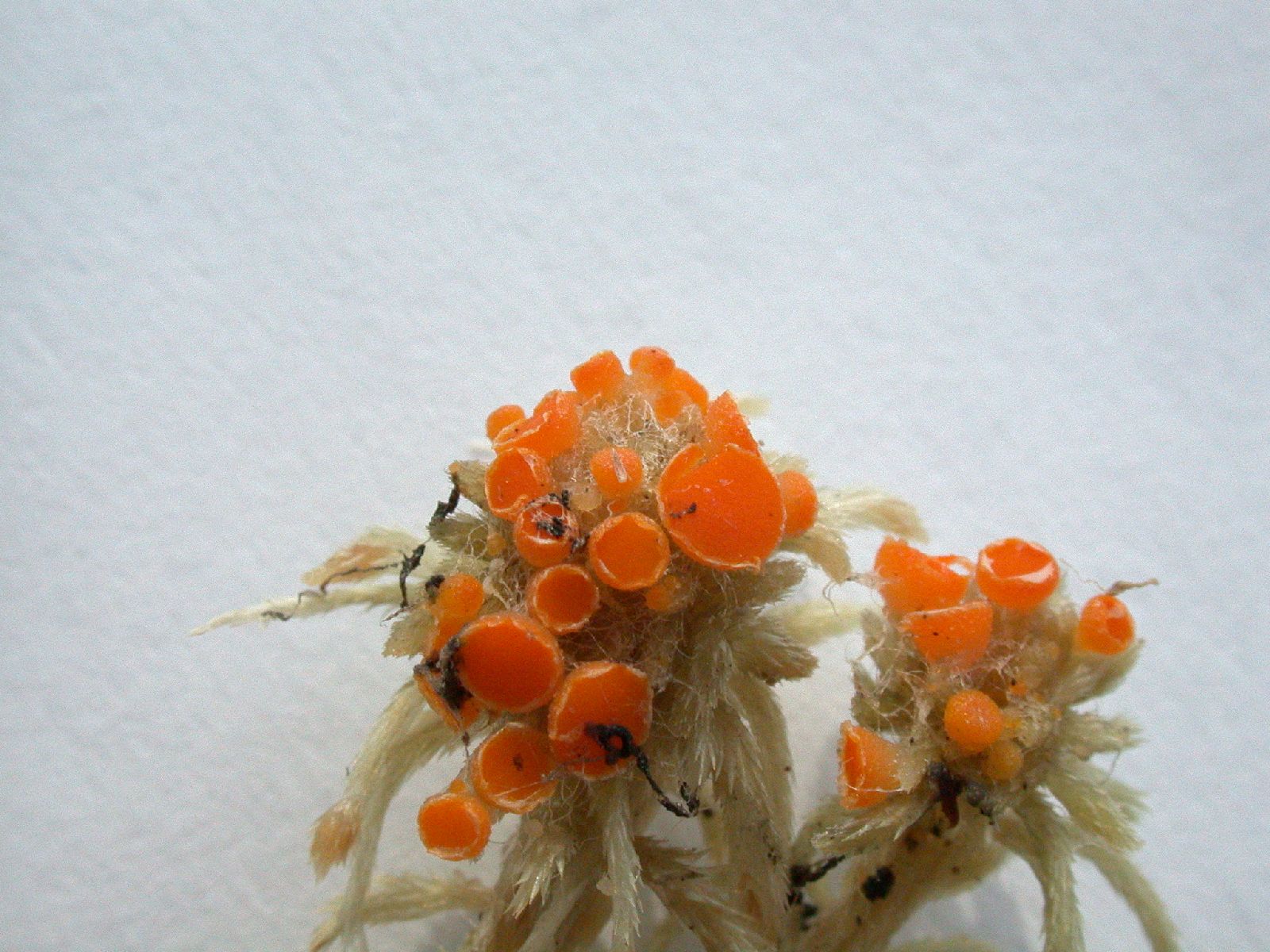 Byssonectria terrestris