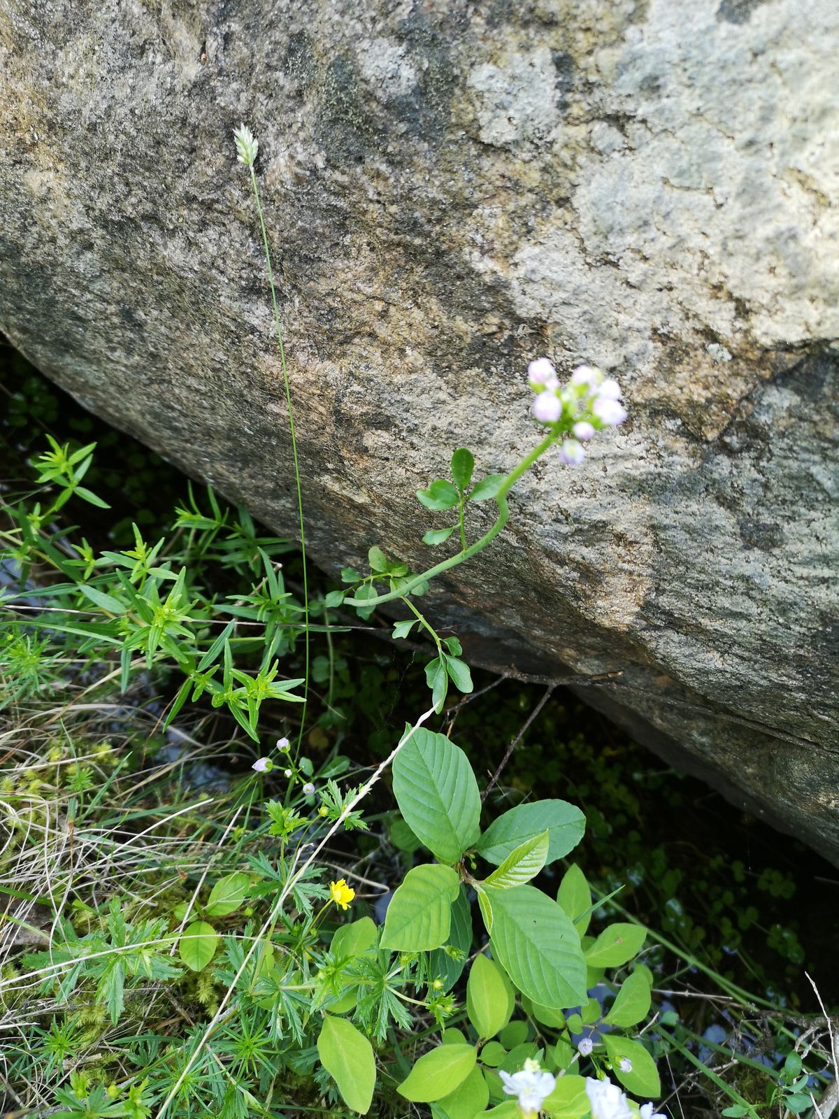 Cardamine pratensis subsp. paludosa