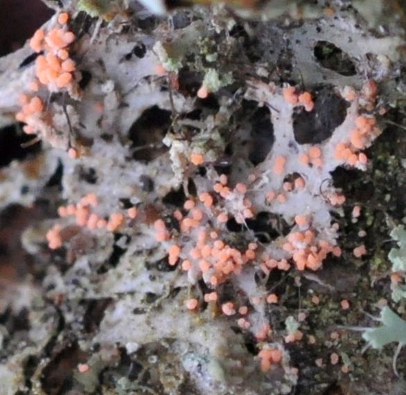 Erythricium aurantiacum