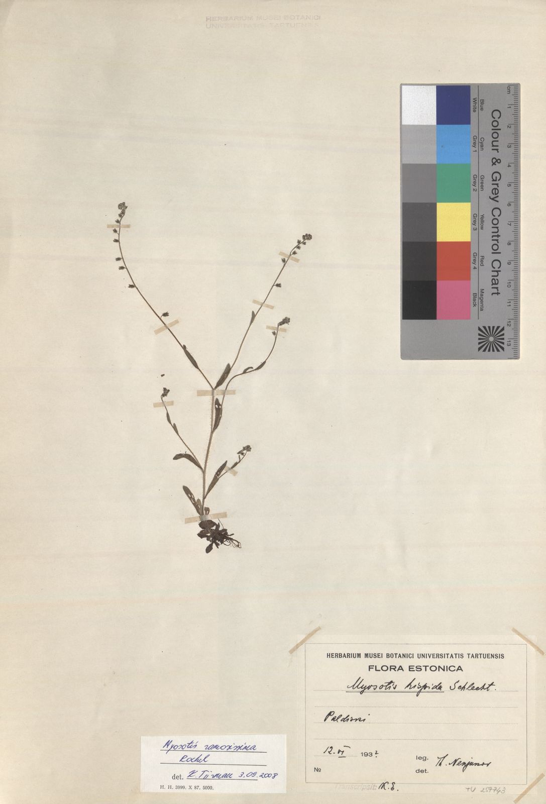 Myosotis ramosissima