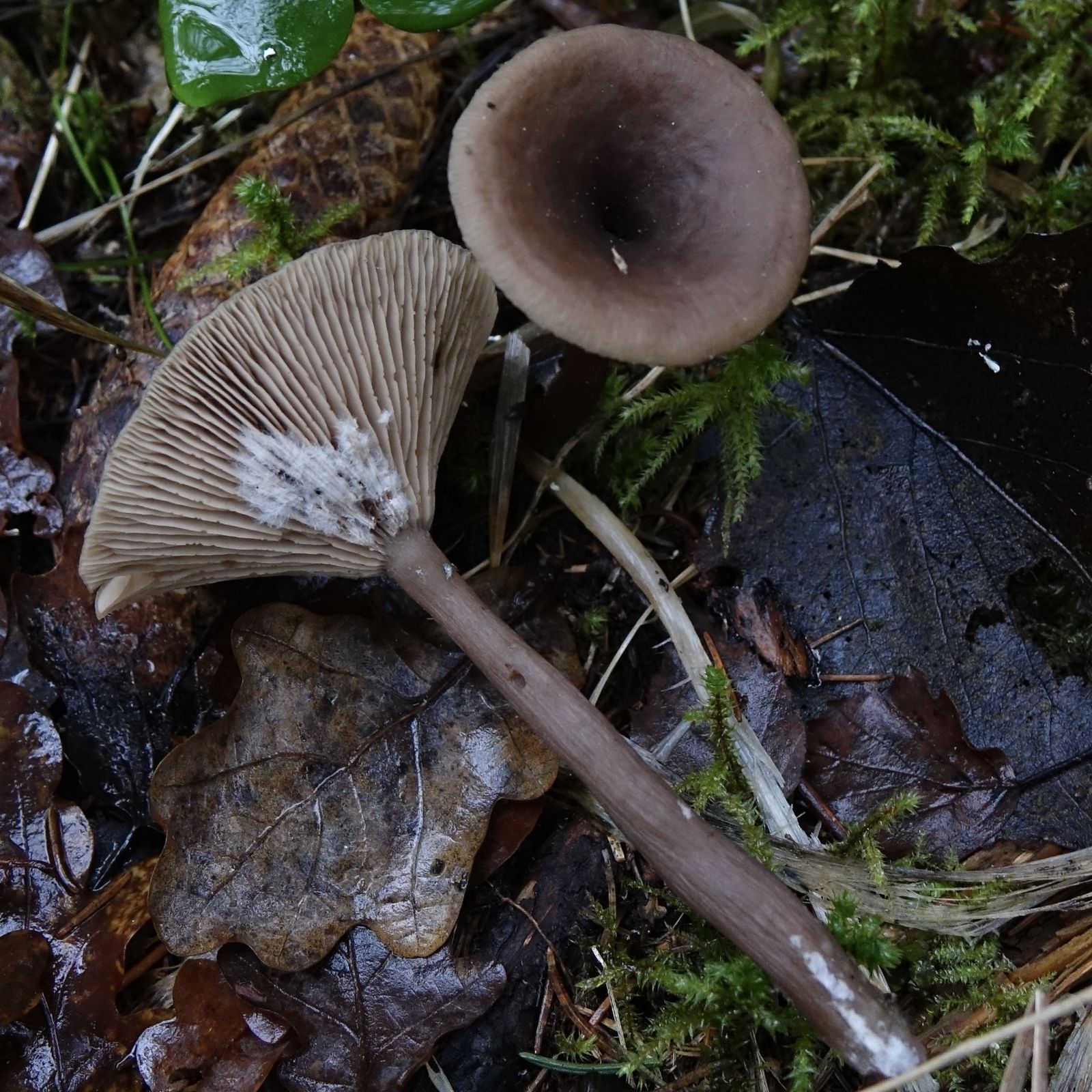 Pseudoclitocybe cyathiformis