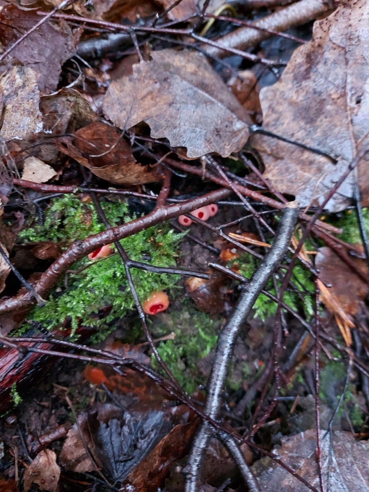 Sarcoscypha austriaca