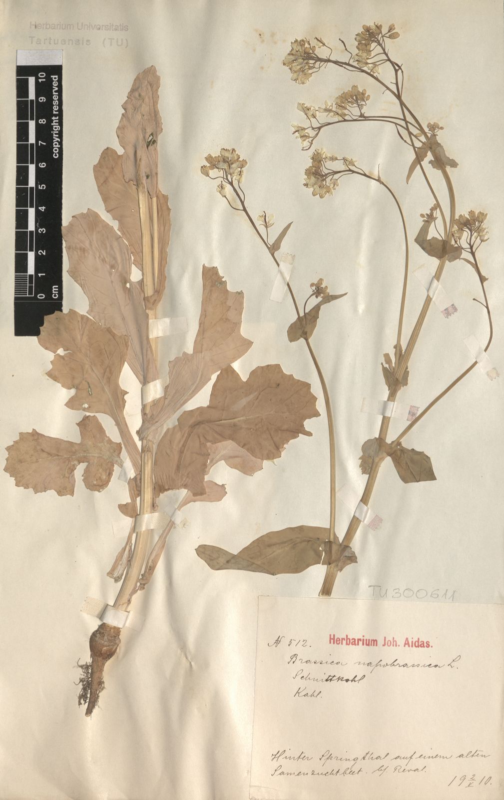 Brassica napus subsp. napobrassica