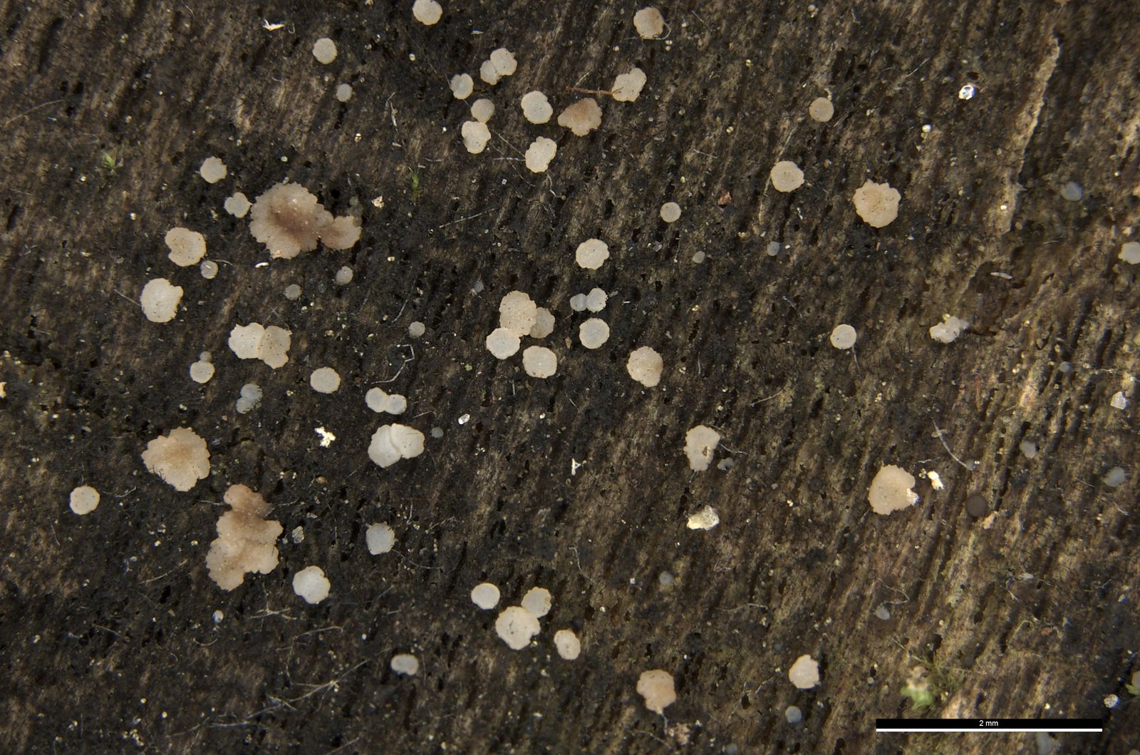 Strossmayeria basitricha