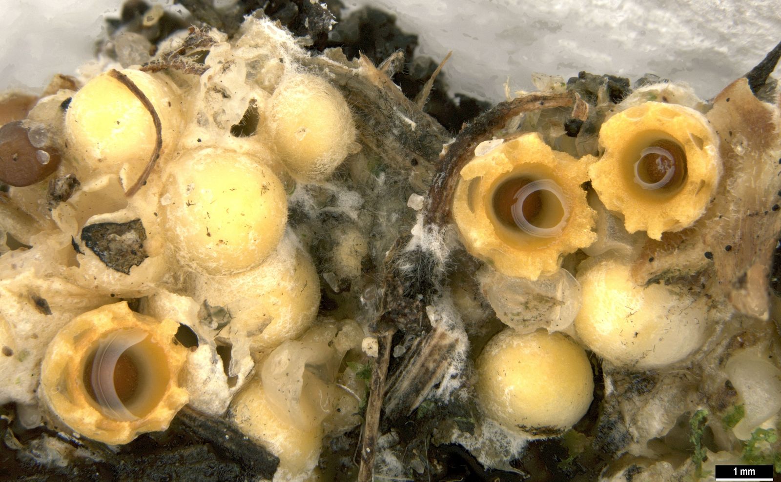 Sphaerobolus stellatus