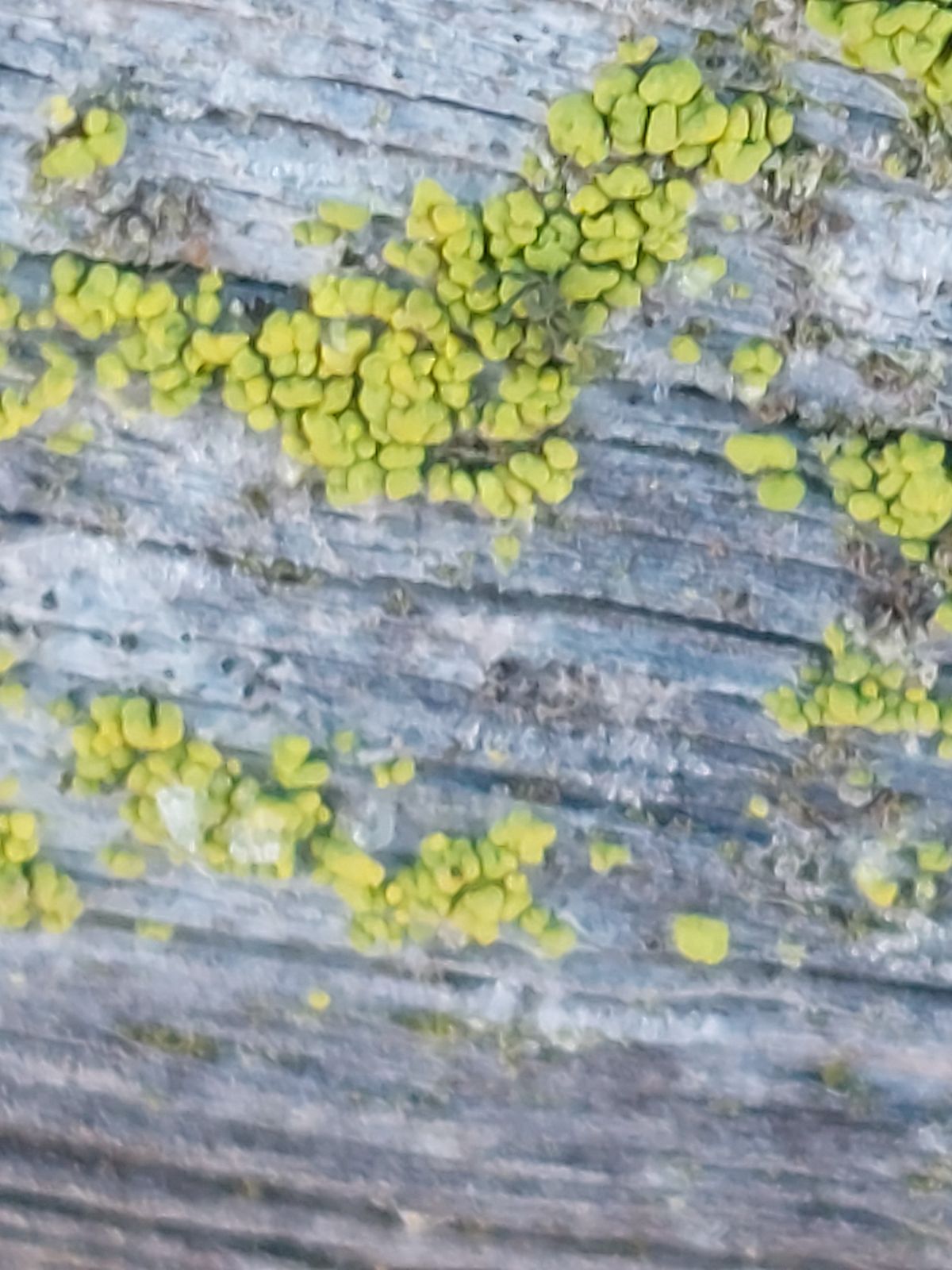 Chaenotheca chrysocephala