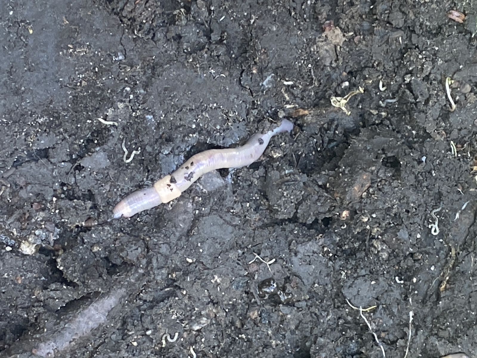 Aporrectodea caliginosa