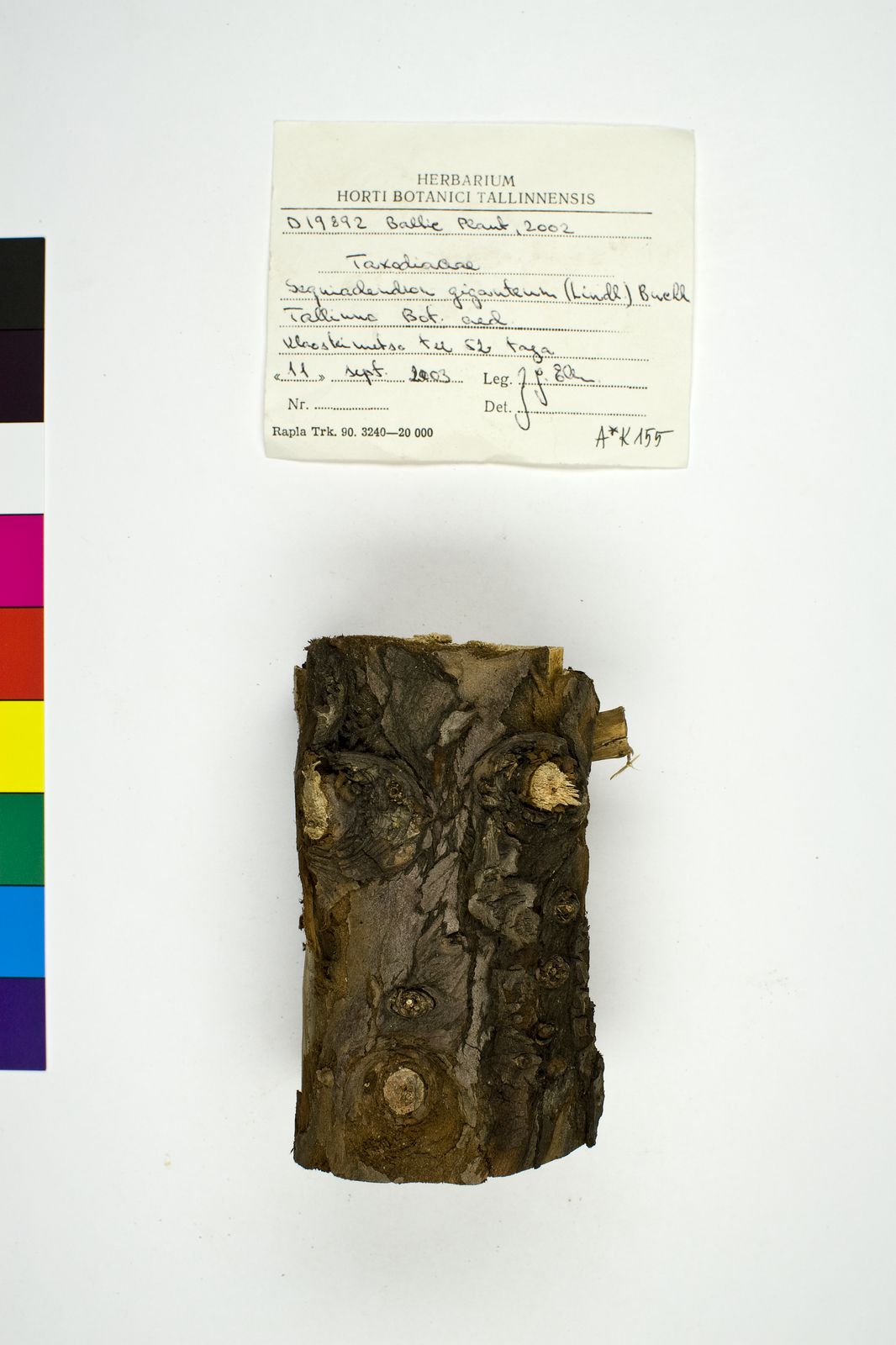 Sequoiadendron giganteum