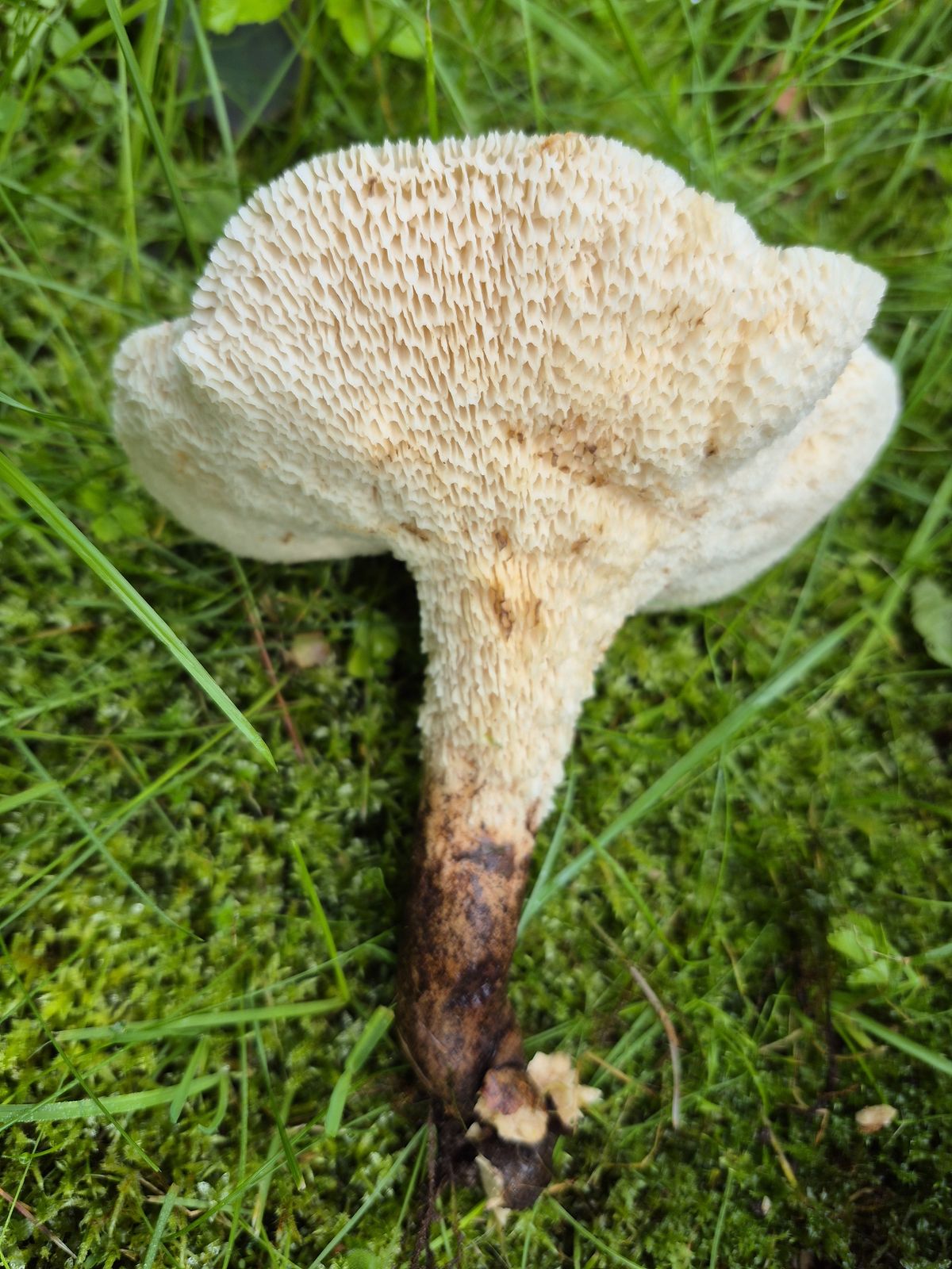 Cerioporus rangiferinus