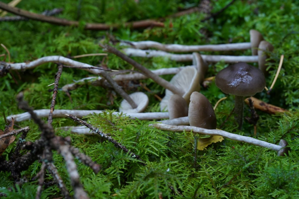 Sagaranella tylicolor