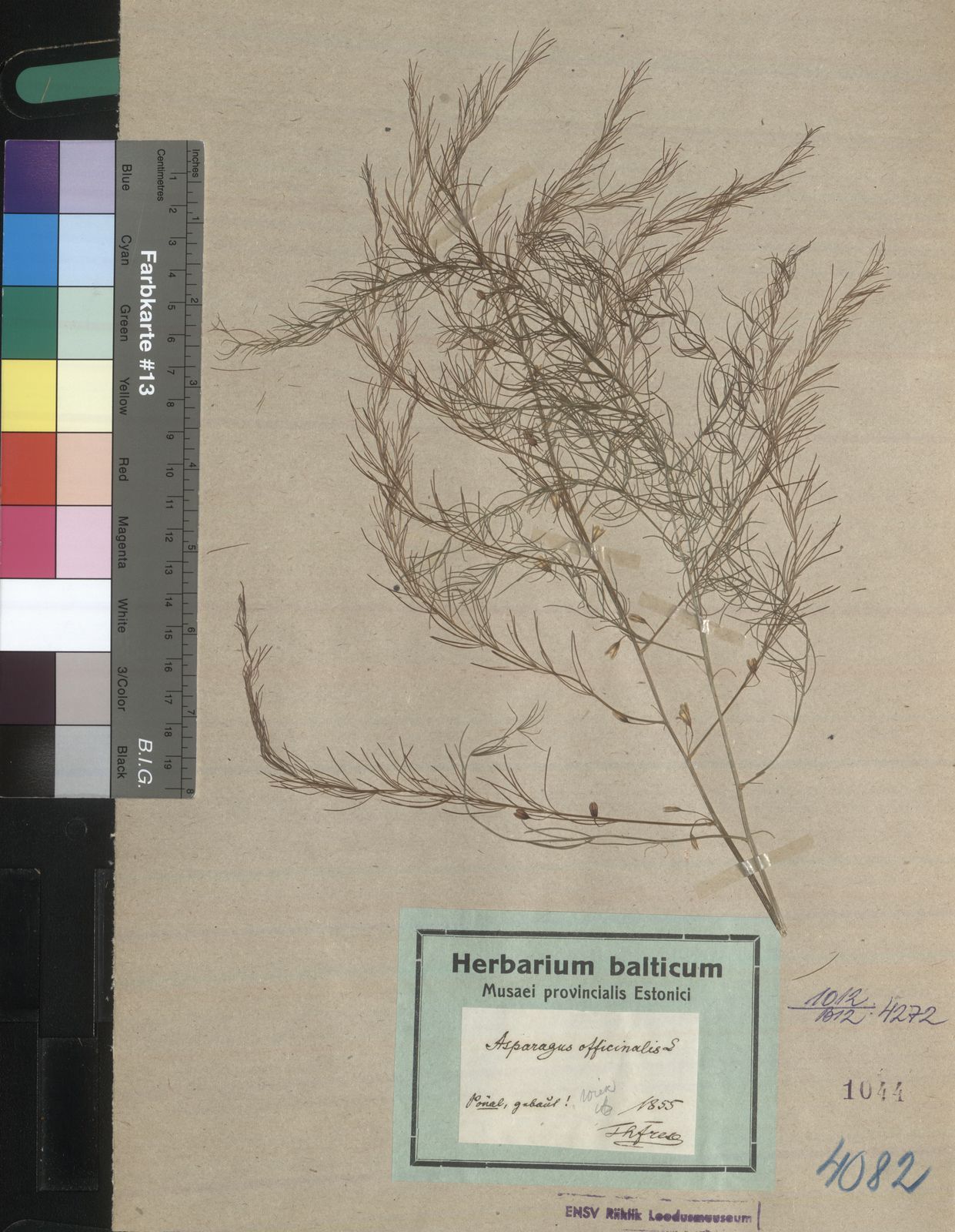 Asparagus officinalis