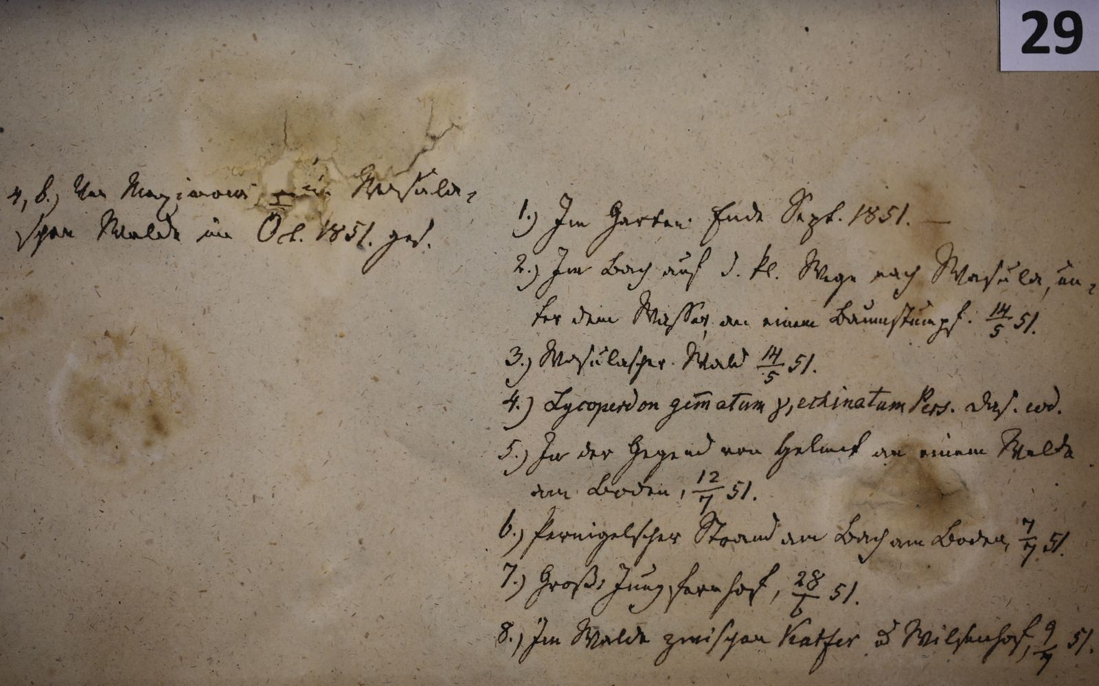 Sarcoscypha austriaca