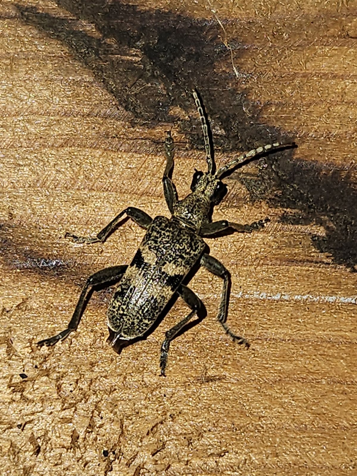 Rhagium mordax