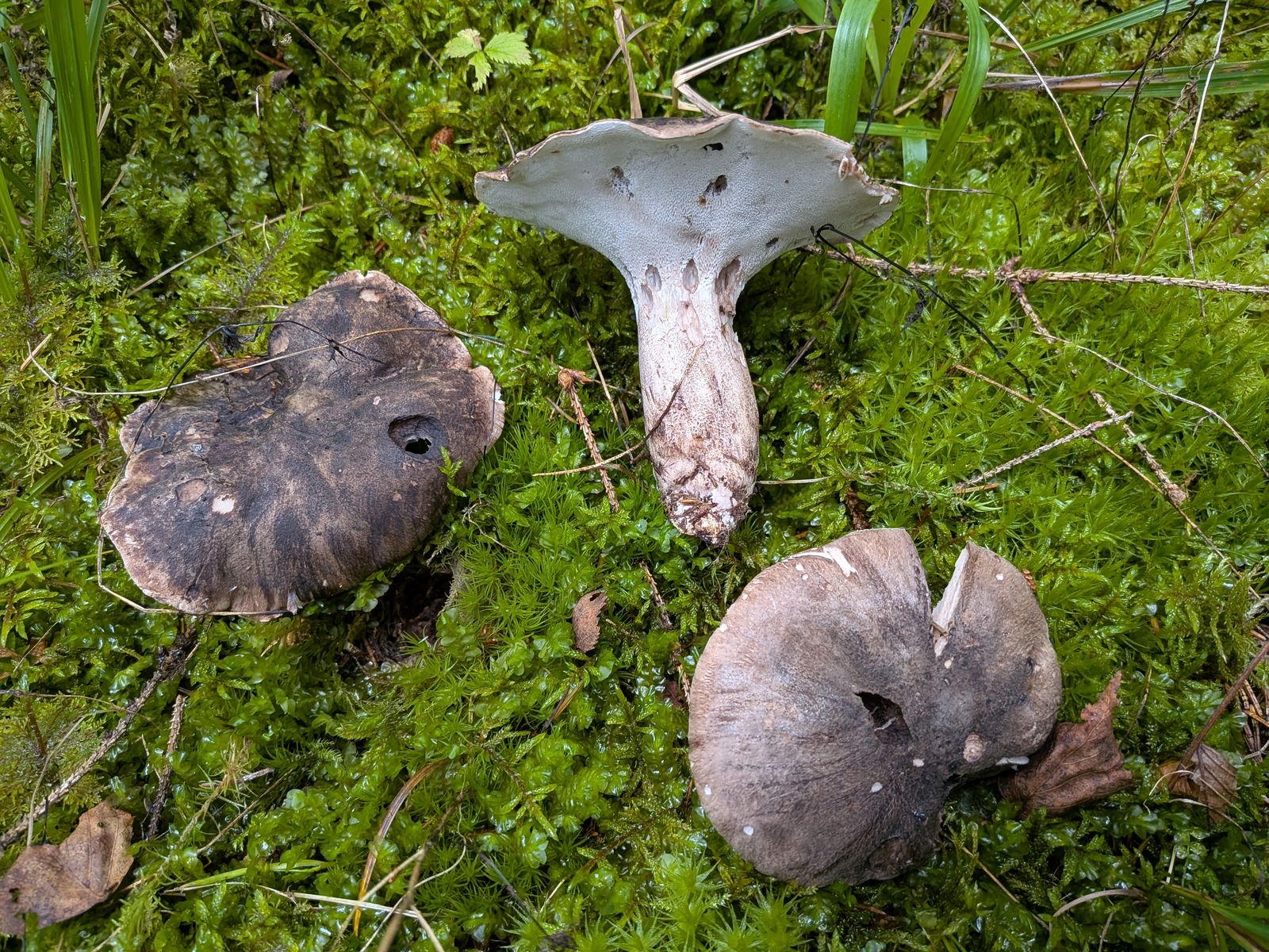 Boletopsis leucomelaena
