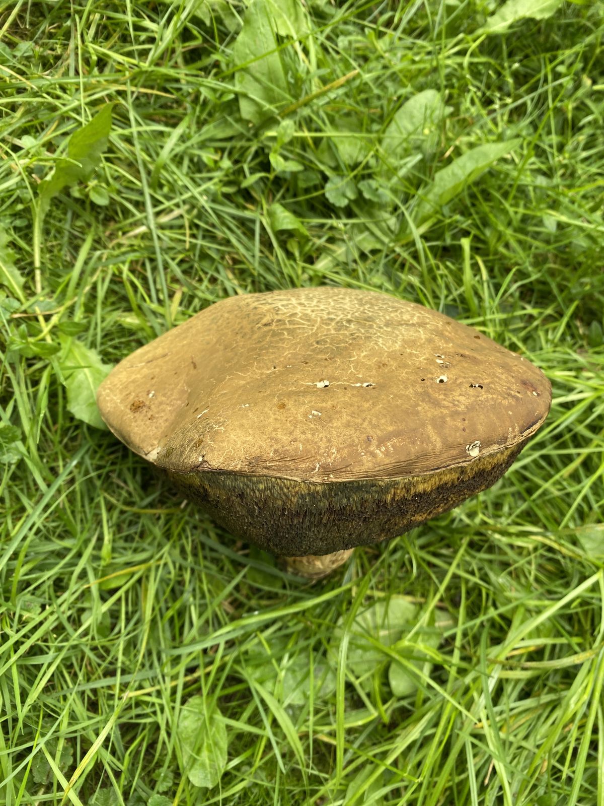 Caloboletus radicans