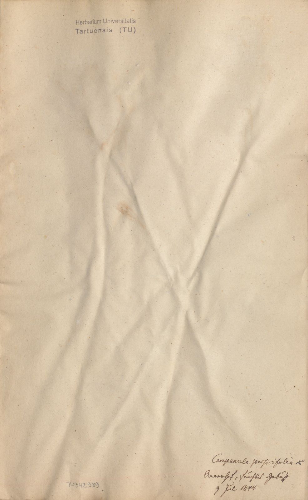 Campanula persicifolia