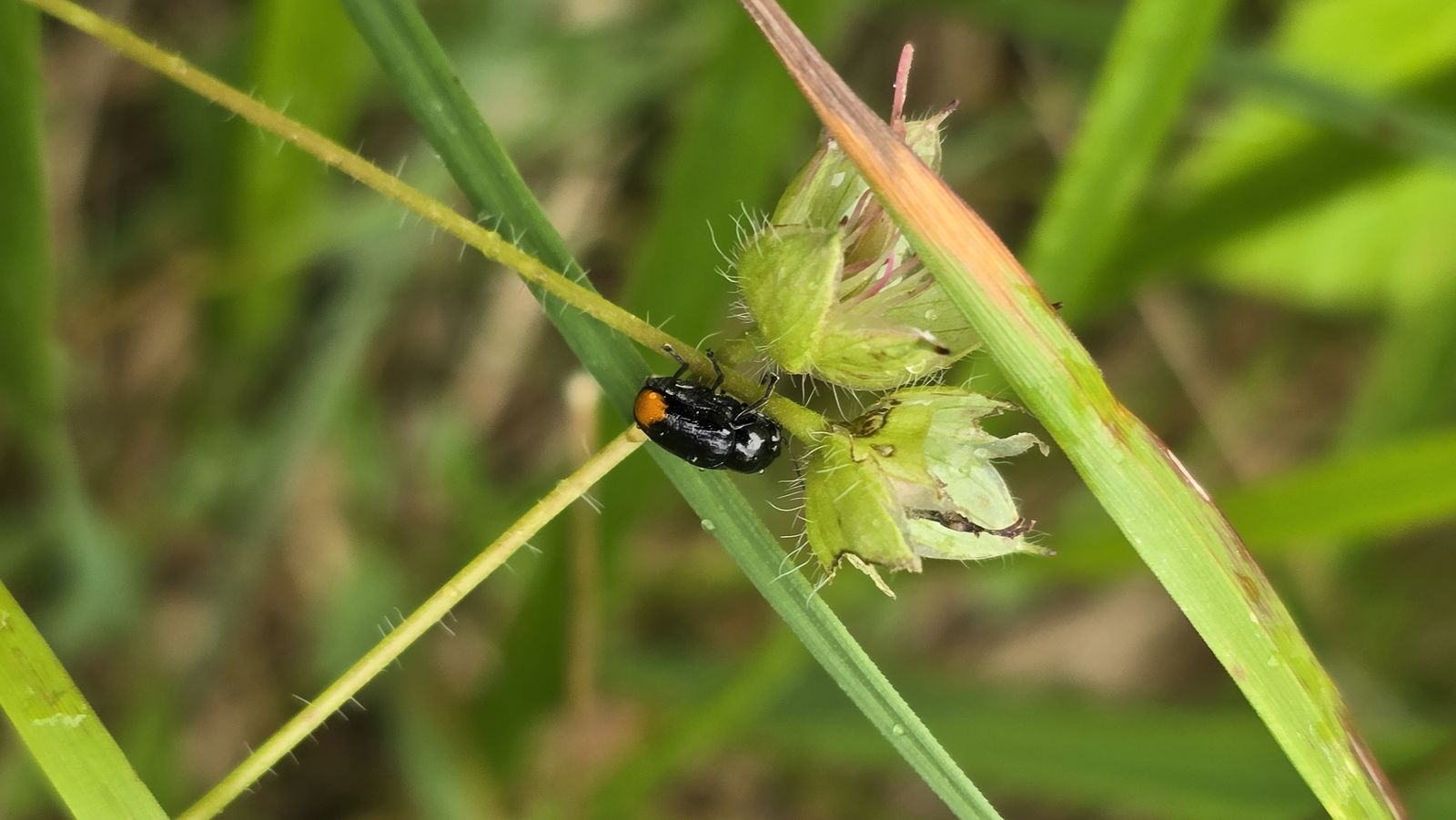 Cryptocephalus biguttatus