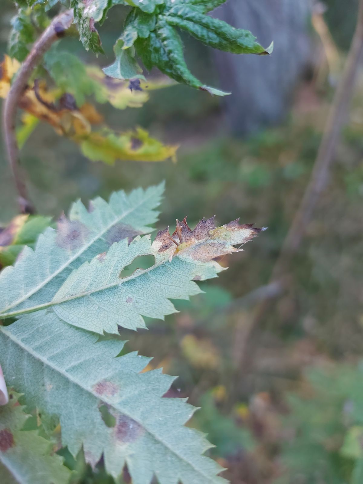 Gymnosporangium cornutum