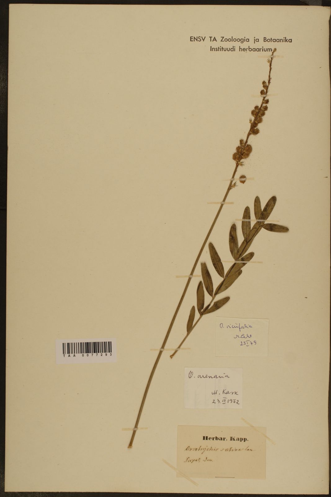 Onobrychis viciifolia