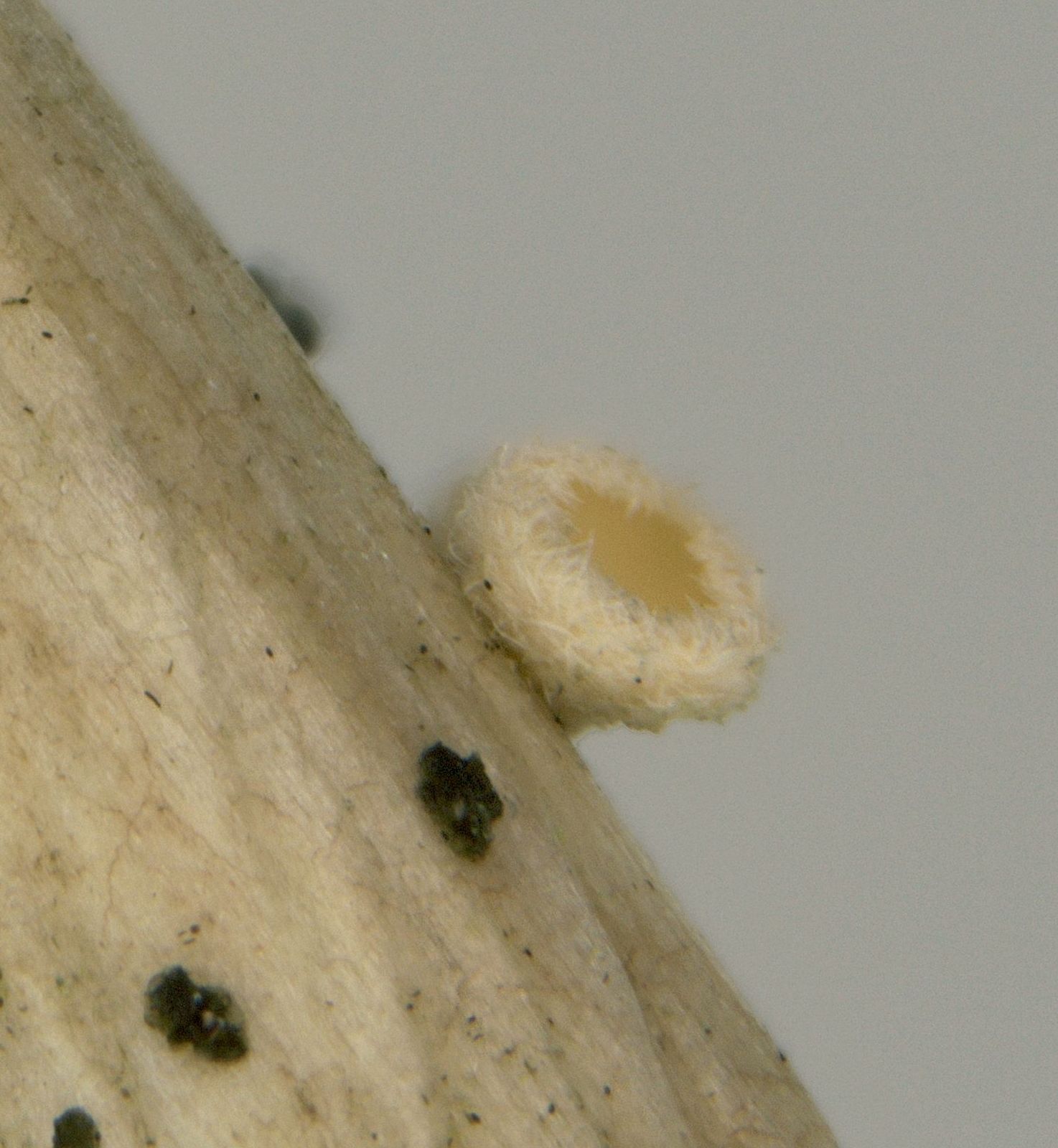 Albotricha ammophilae