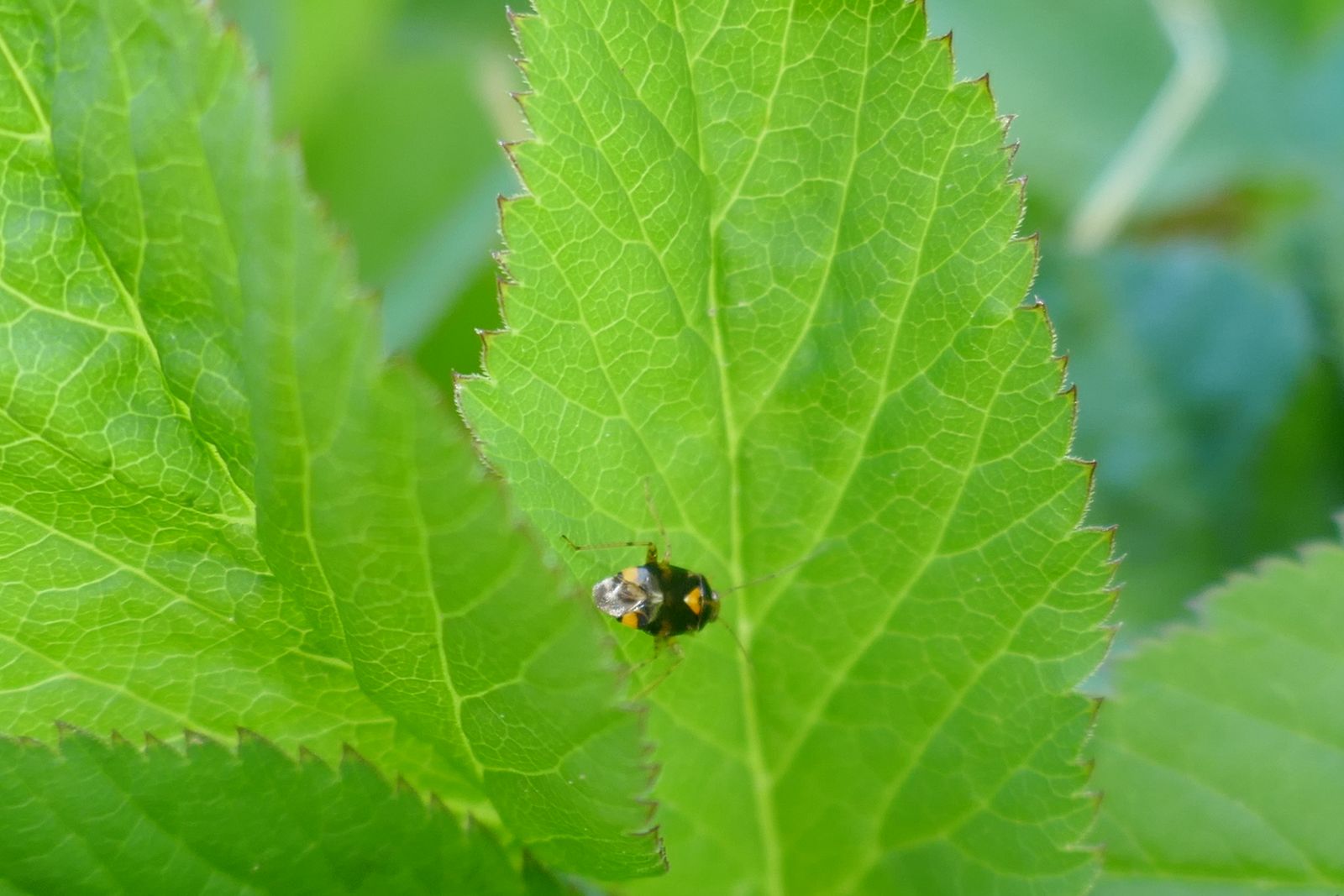 Liocoris tripustulatus