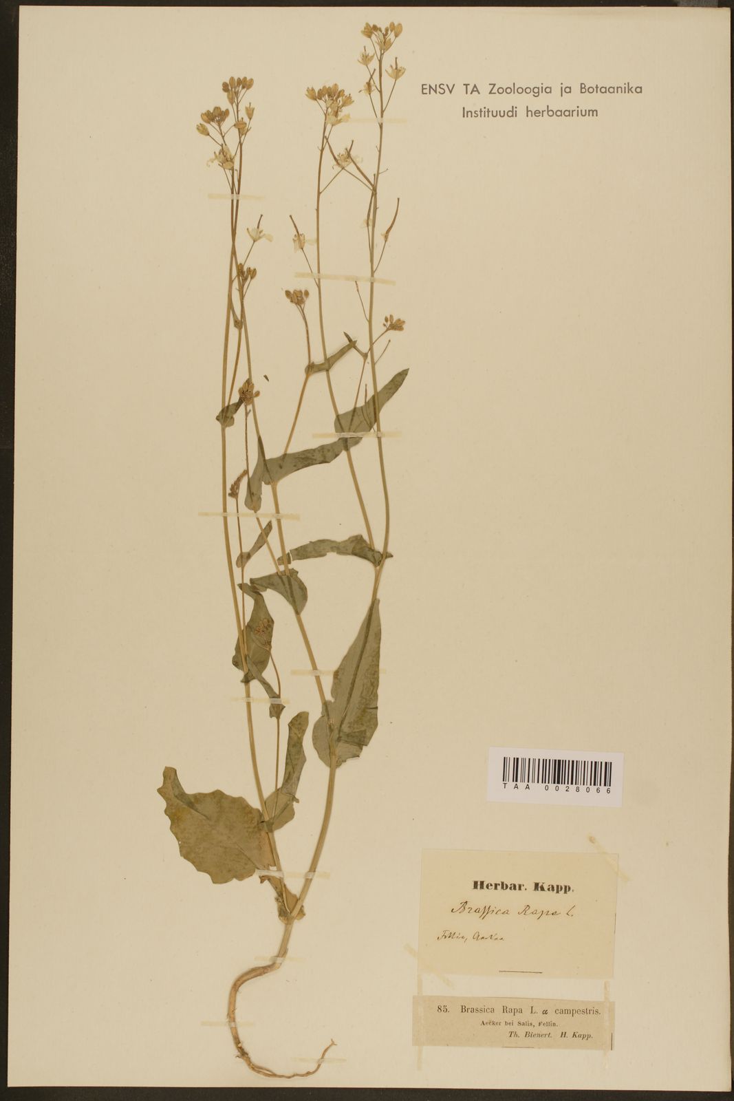 Brassica rapa subsp. oleifera