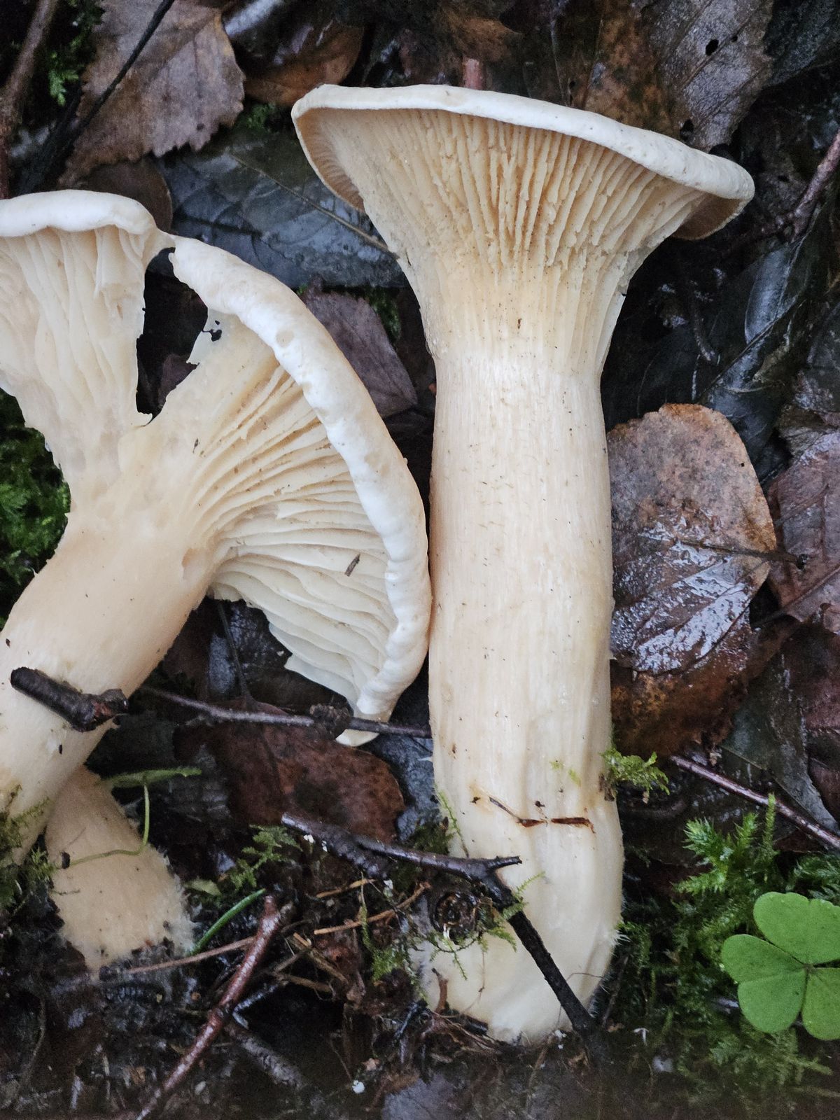 Infundibulicybe geotropa