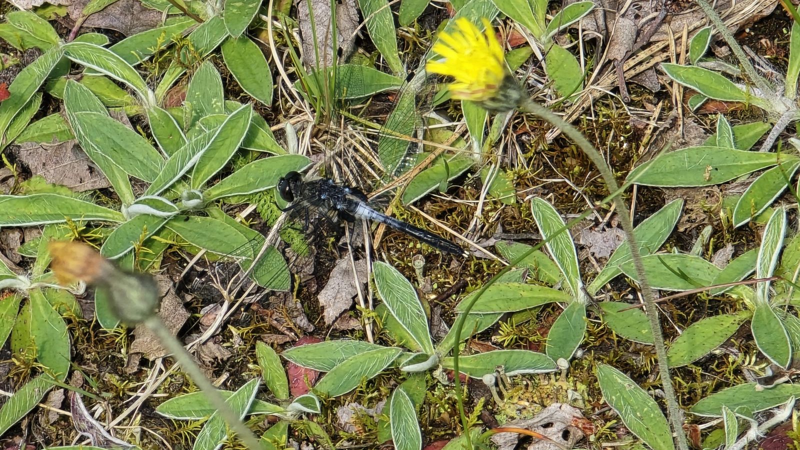 Leucorrhinia albifrons