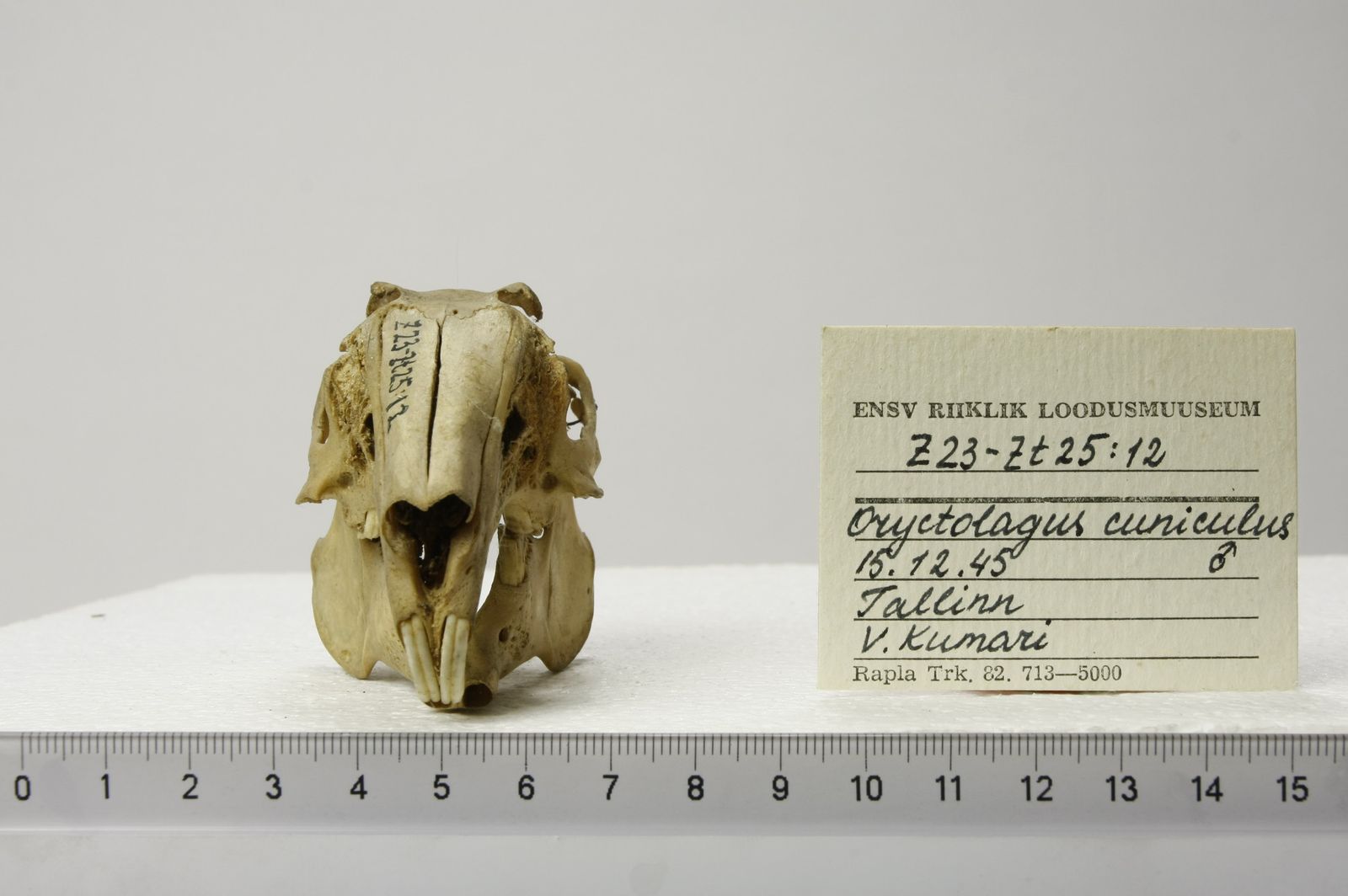 Oryctolagus cuniculus