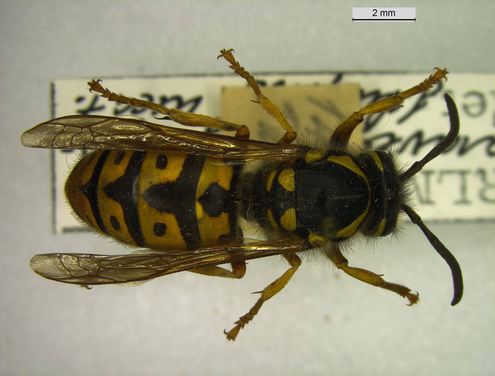 Vespula germanica