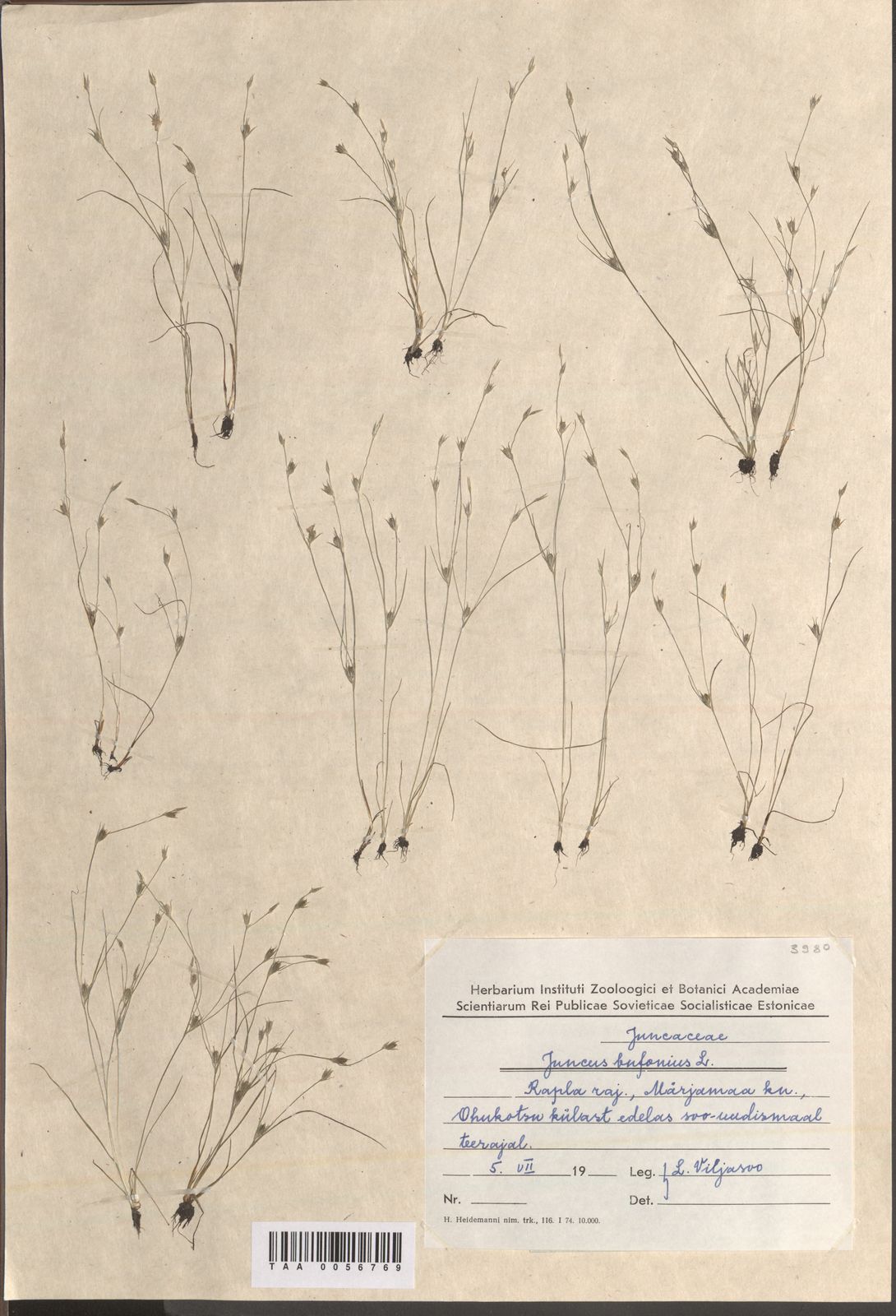 Juncus bufonius
