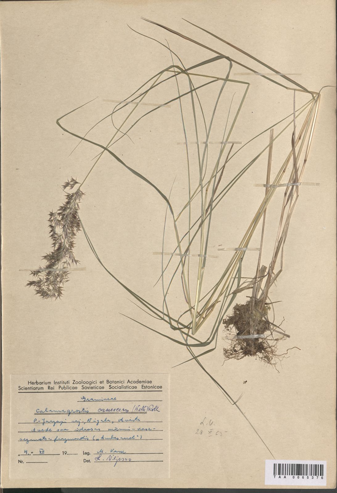 Calamagrostis canescens
