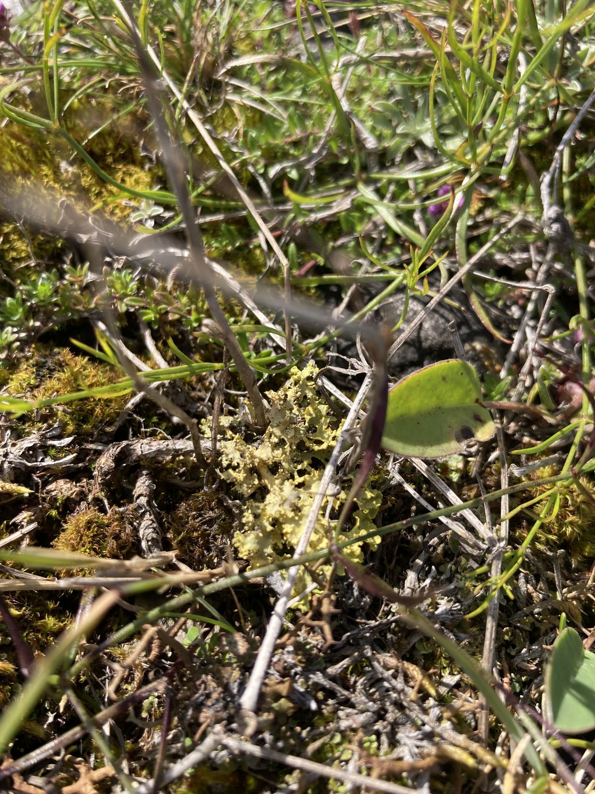 Vulpicida juniperinus