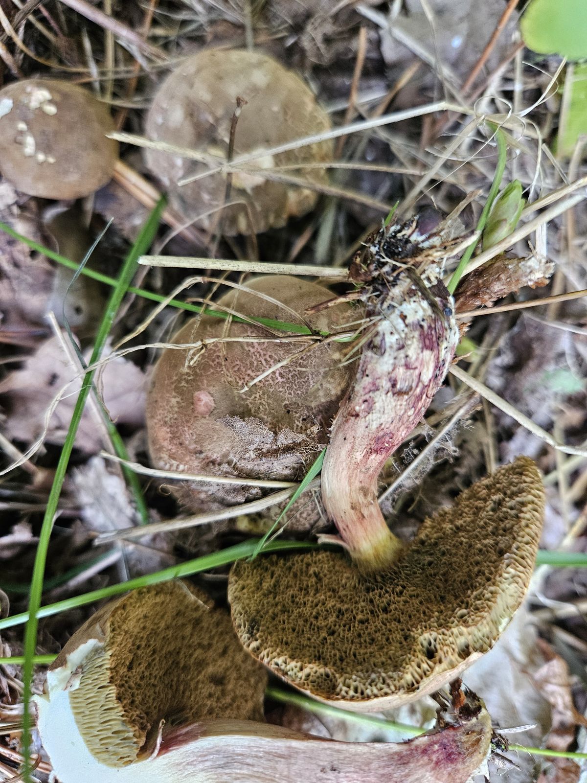 Xerocomellus chrysenteron