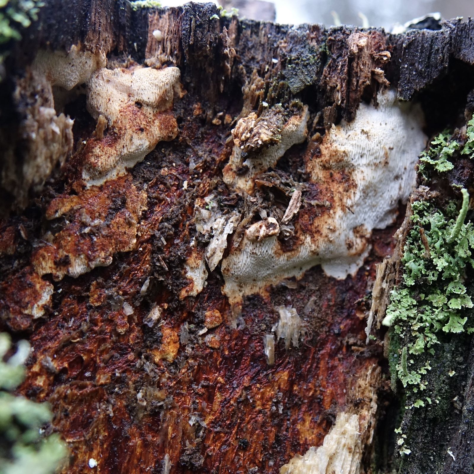Perenniporia medulla-panis