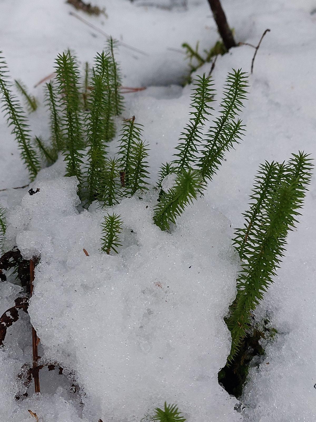 Lycopodium annotinum