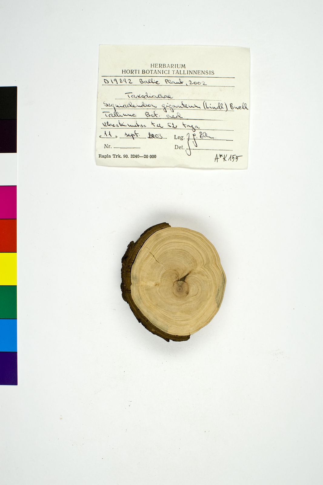 Sequoiadendron giganteum