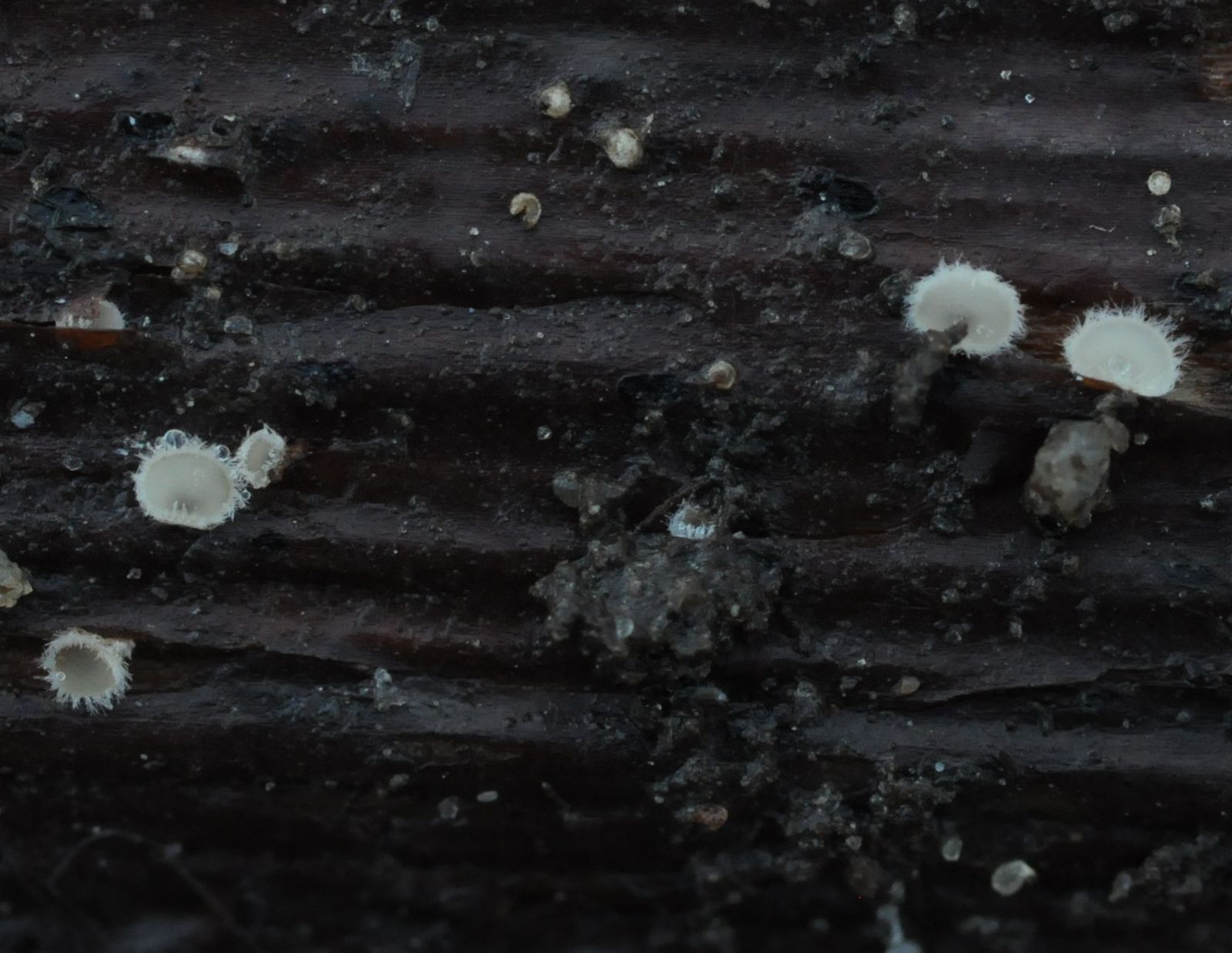 Trichopeziza mollissima