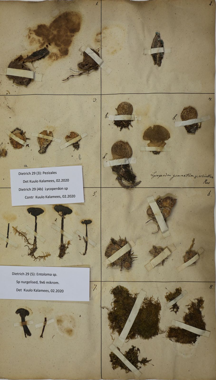 Sarcoscypha austriaca