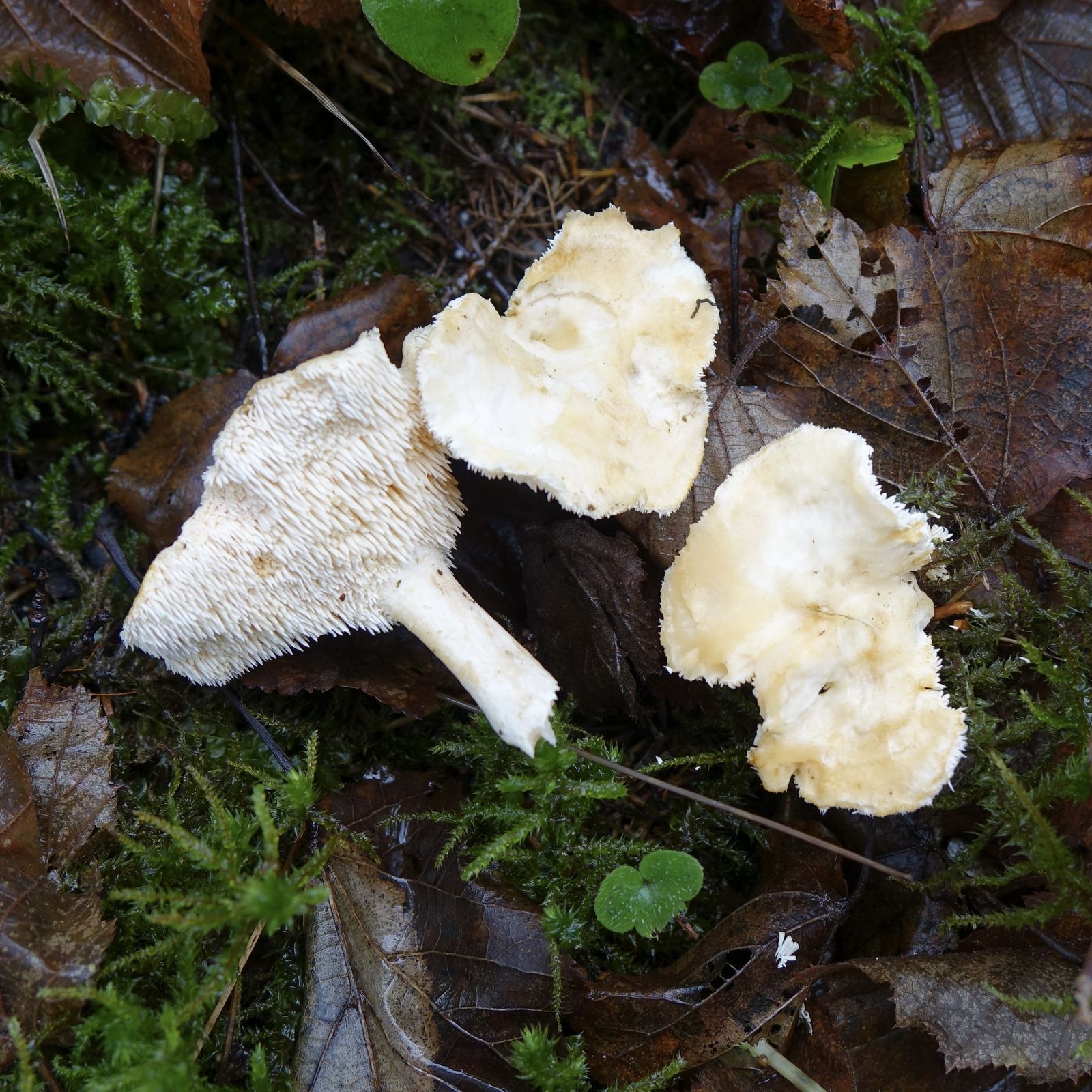 Hydnum repandum