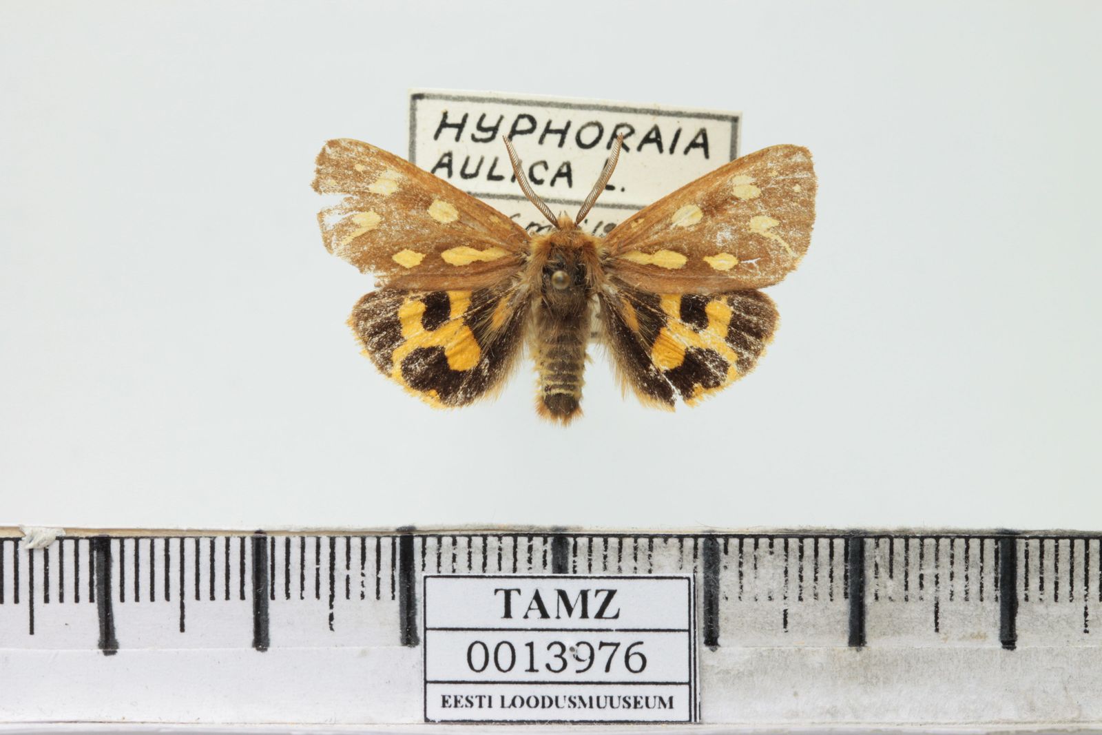 Hyphoraia aulica