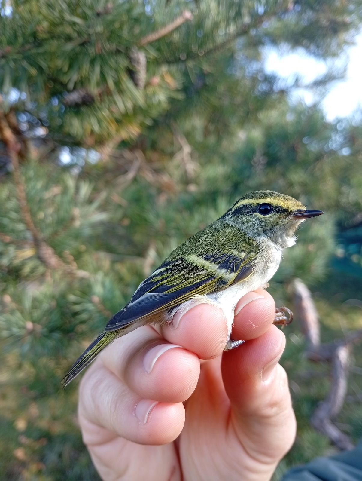 Phylloscopus proregulus