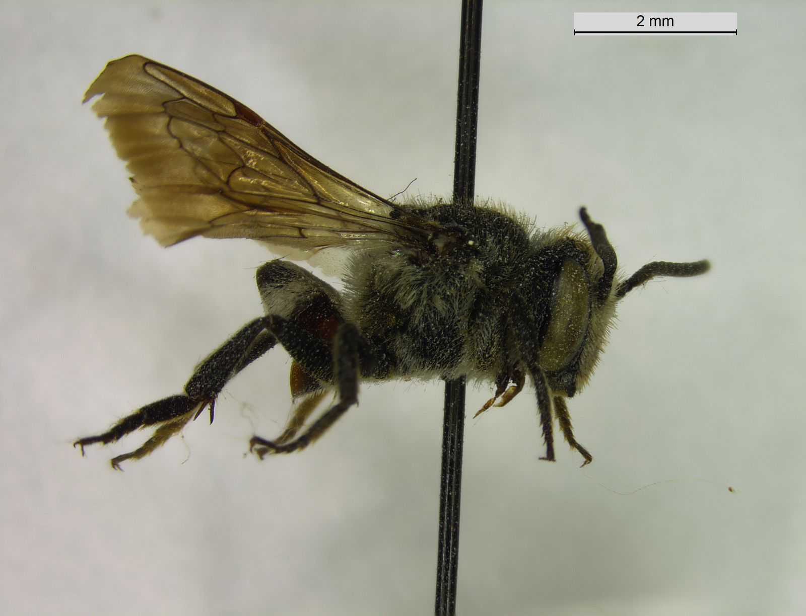 Coelioxys mandibularis