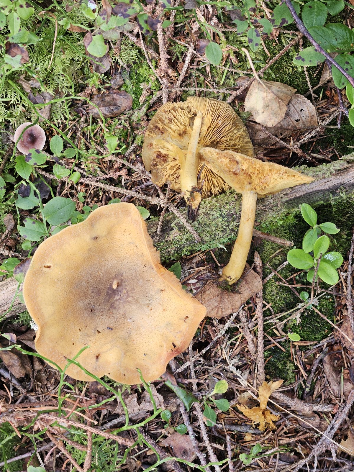Tricholomopsis decora