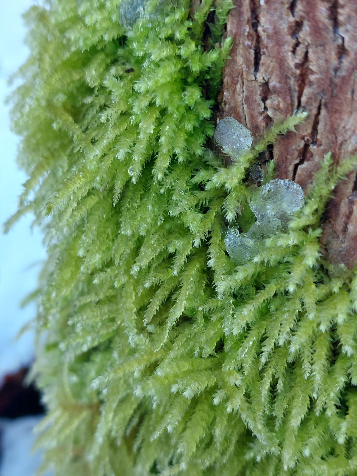 Brachythecium rutabulum