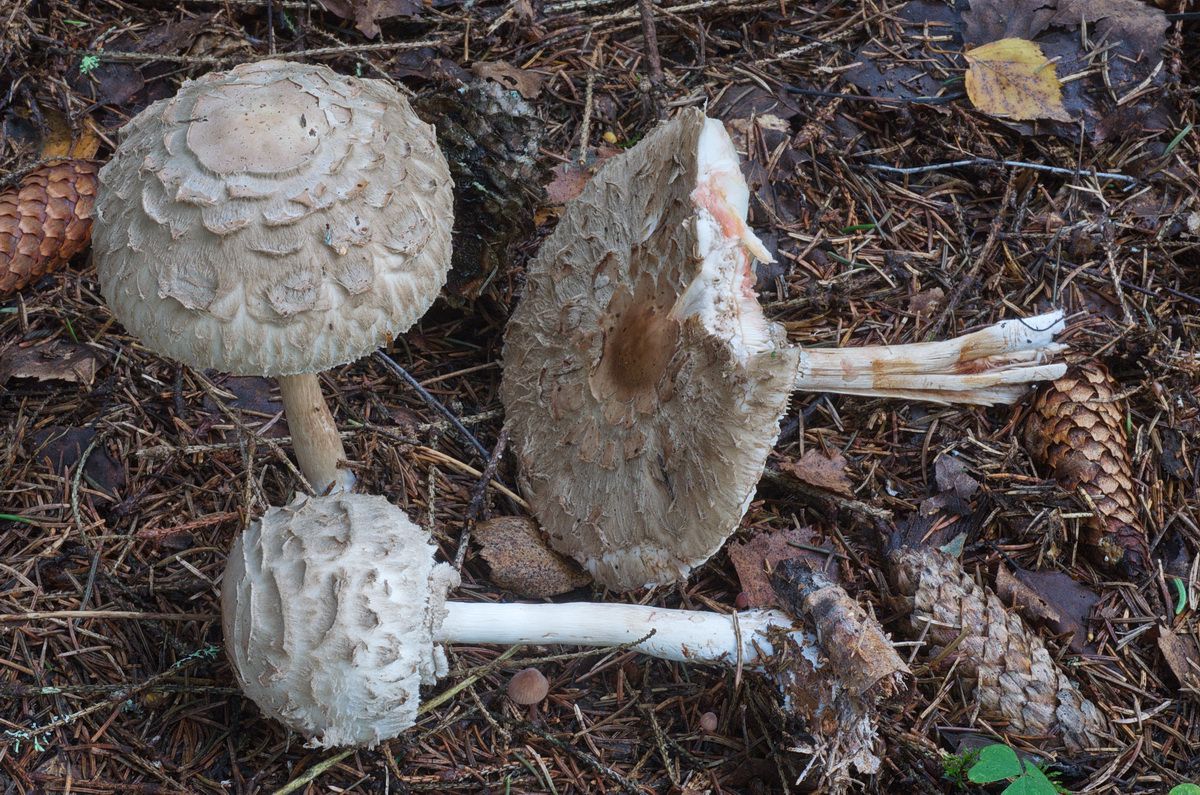 Chlorophyllum olivieri