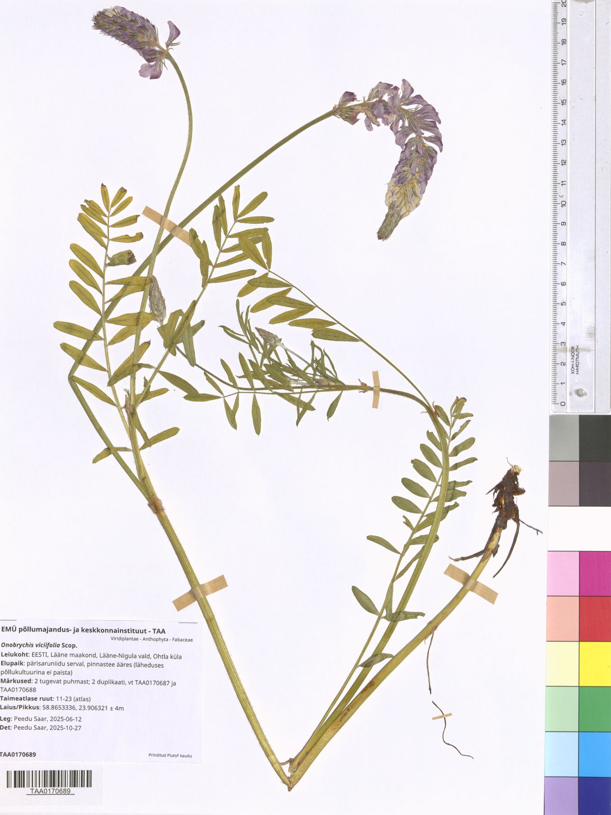 Onobrychis viciifolia