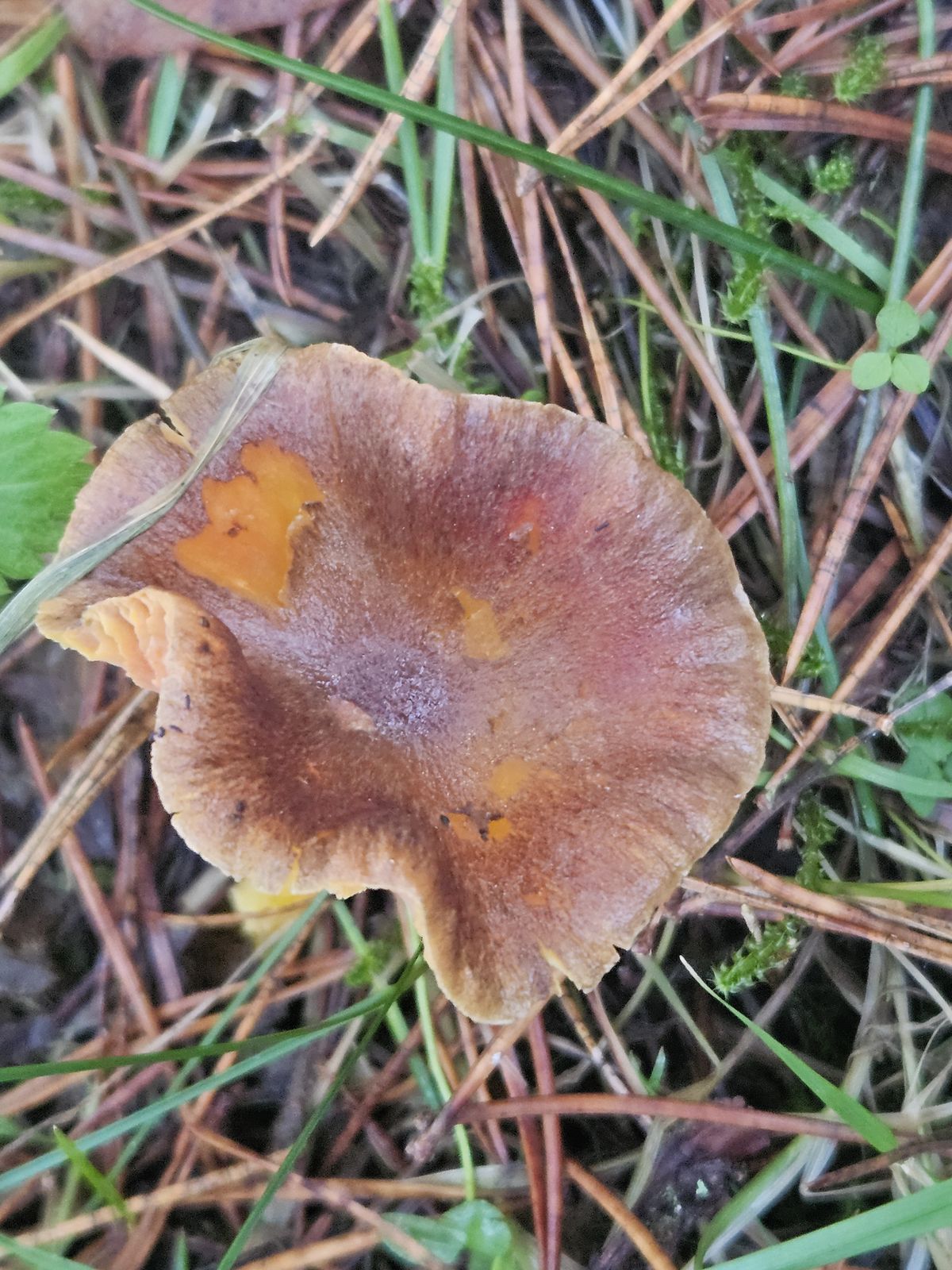 Hygrophorus hypothejus