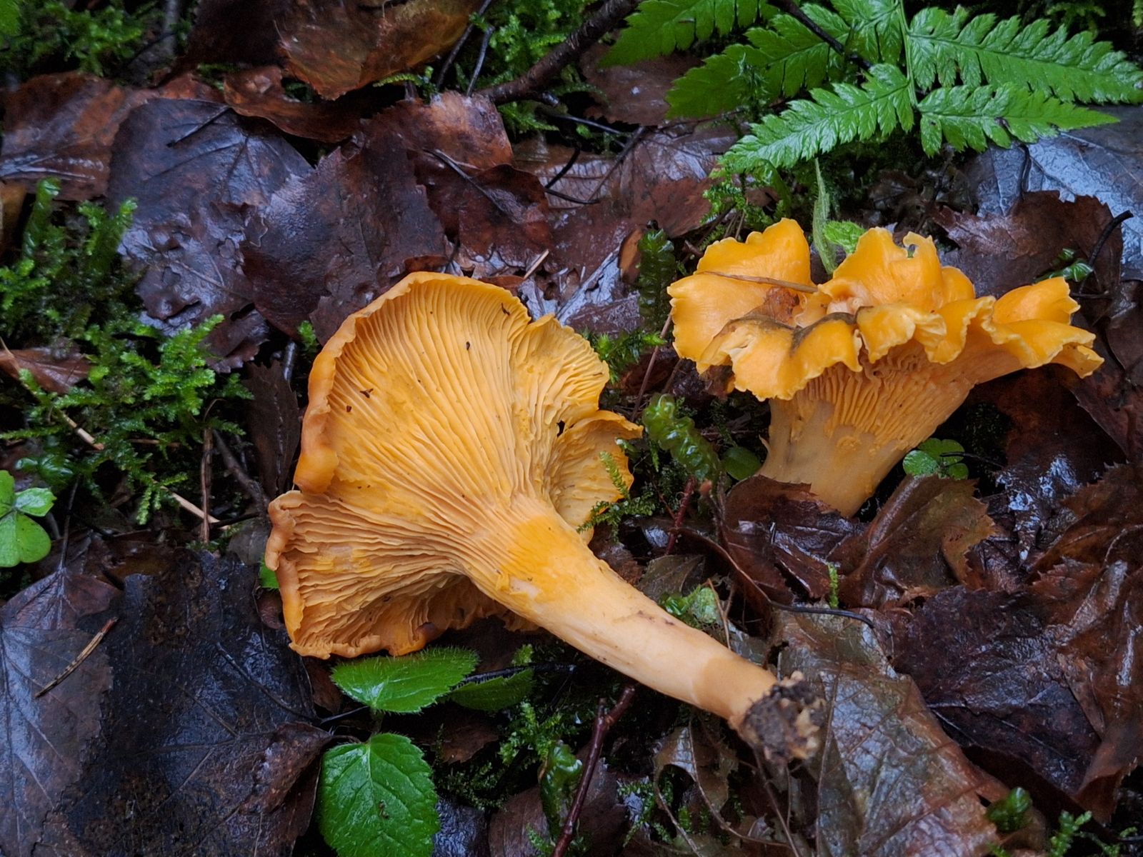 Cantharellus cibarius