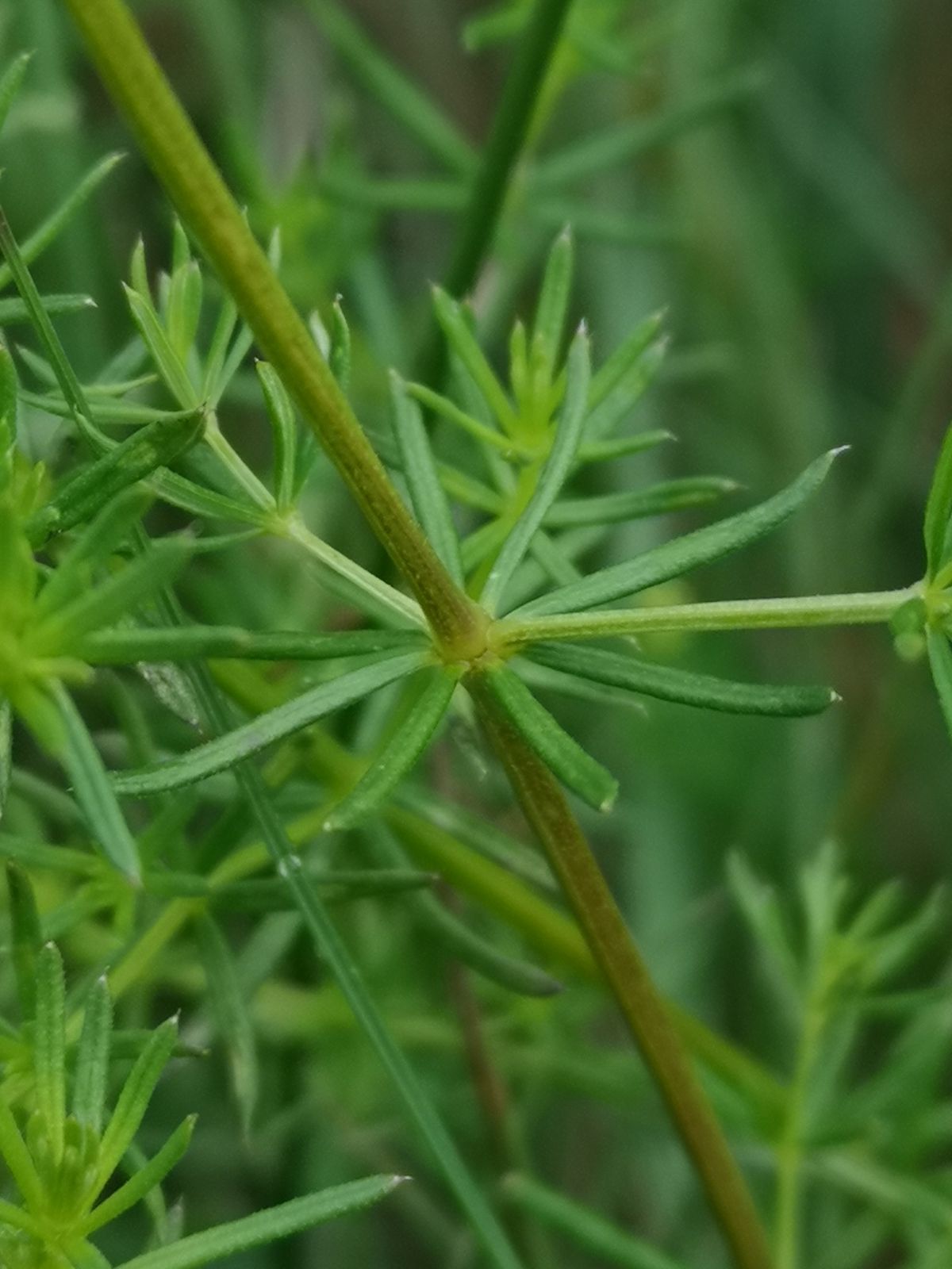 Galium ×pomeranicum